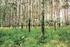 Plantacje topolowe w przyrodniczych warunkach Polski