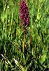 VICIA GRANDIFLORA SCOP. W ZBIOROWISKACH SEGETALNYCH DOLINY RZEKI STRUG W WOJEWÓDZTWIE PODKARPACKIM