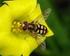 Hoverflies (Diptera, Syrphidae) in apple orchards with integrated pest management in Wielkopolska region (Poland)