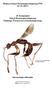 Biuletyn Sekcji Hymenopterologicznej PTE Nr 25 (2017) 24. Sympozjum Sekcji Hymenopterologicznej Polskiego Towarzystwa Entomologicznego