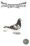 Wyniki Współzawodnictwa o Mistrzostwo Regionu VI w 2011 roku Kategoria A 4 gołębie po 5 konkursów dystans km minimum 750 kkm.