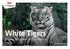 White Tigers. Program Ambasadorski Pro Progressio.