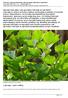Lubczyk - opis rośliny