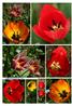 tulipanowy kwiecień