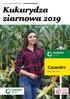 Kukurydza ziarnowa 2019