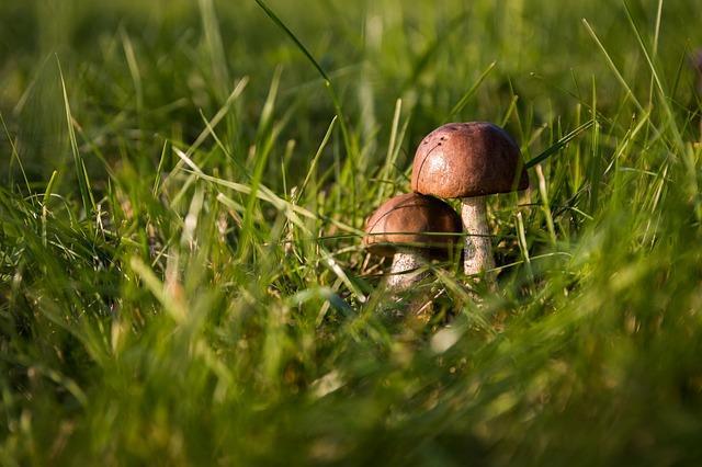 Jesień Wrzesień zajęcia terenowe - obserwacja grzybów Klasyfikacja grzybów.