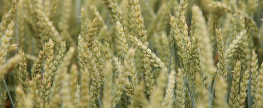70,6 dt/ha] 97 dobry Plon ziarna a 2 [100% = 79,2 dt/ha] 98 dobry Mas000 ziaren [g] 41,7 mała do średniej Mączniak prawdziwy [skala 9 ] 7,4 mała do średniej Rdza brunatna [skala 9 ] 7,7 średnia