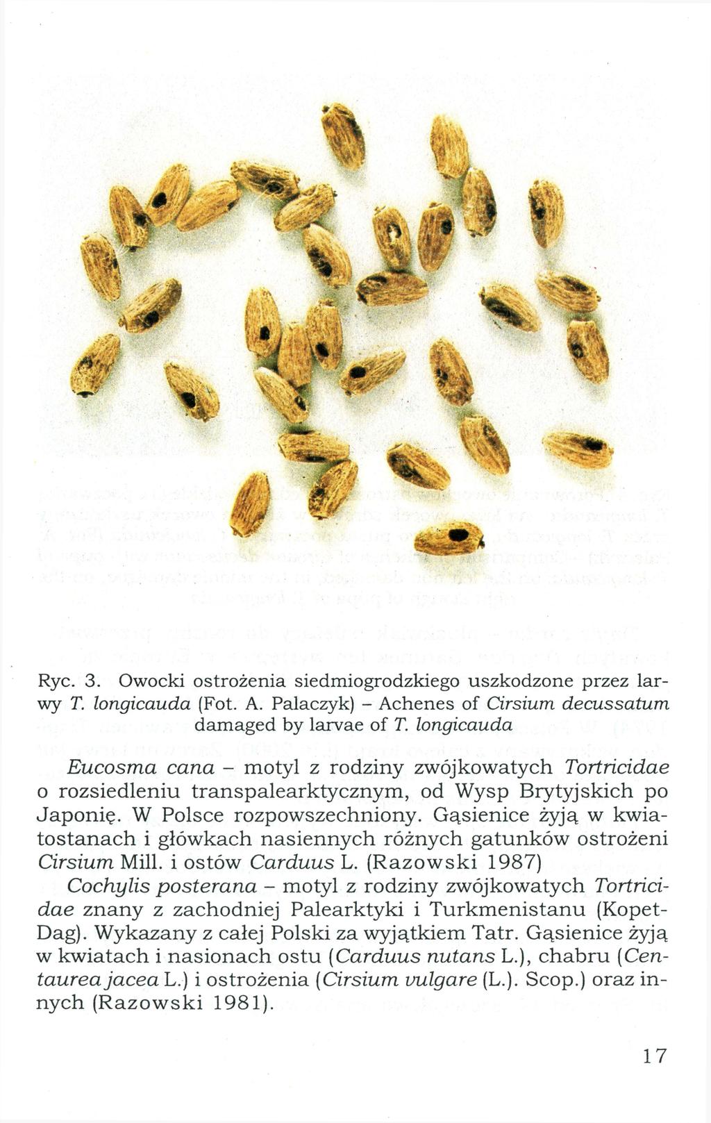 Ryc. 3. O w o c k i ostrożenia siedmiogrodzkiego u s z k o d z o n e przez l a r w y T. longicauda (Fot. A. Palaczyk) - Achenes o f Cirsium decussatum d a m a g e d b y larvae o f T.