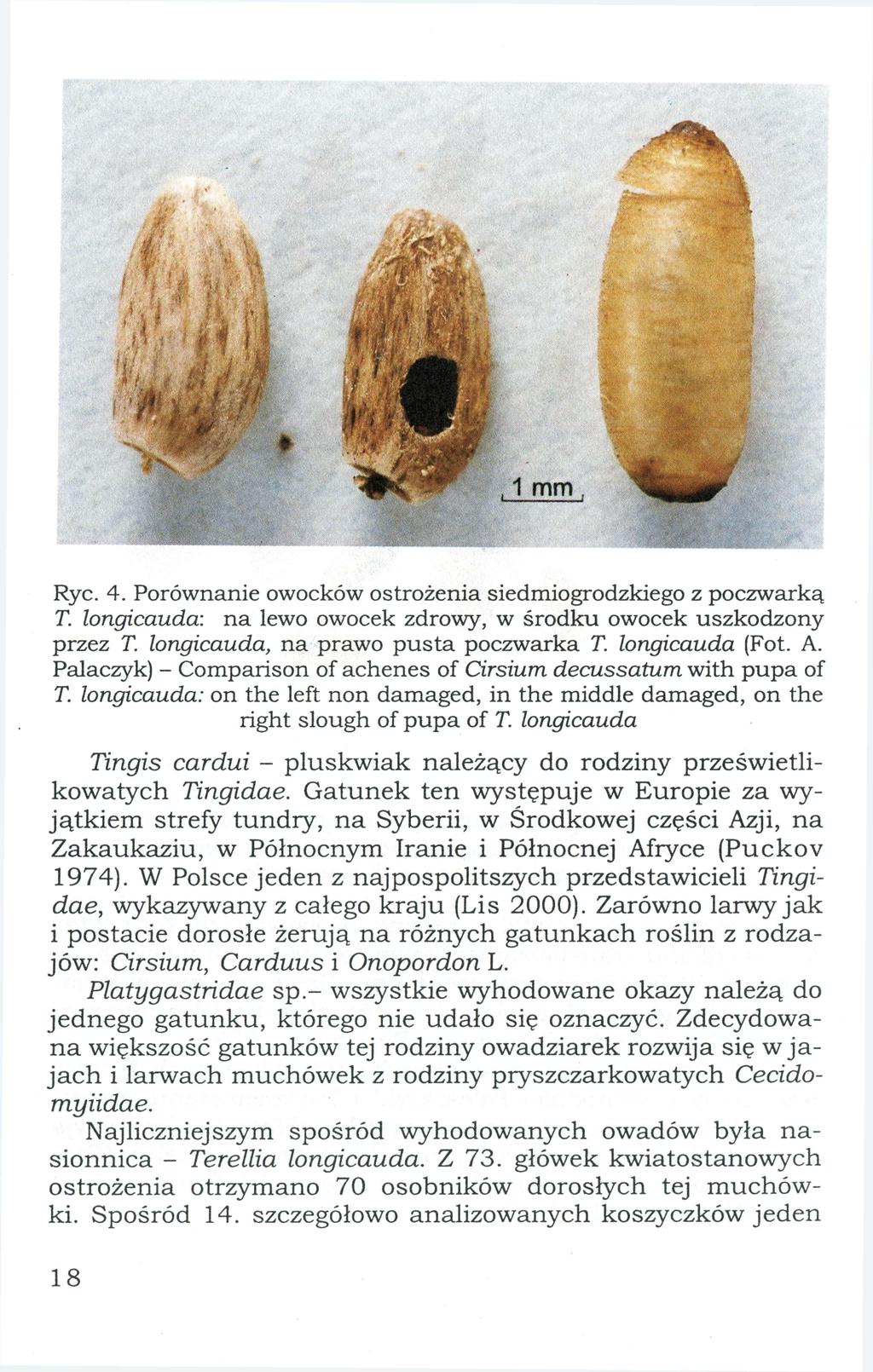 Ryc. 4. Porównanie owocków ostrożenia siedmiogrodzkiego z poczwarką T. longicauda: n a lewo owocek zdrowy, w środku owocek u s z k o d z o n y przez T. longicauda, n a p r a w o p u s t a poczwarką T.