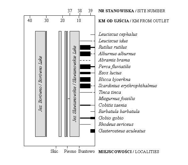 Ichtiofauna systemu Gwdy 79 W Głomi na 5 stanowiskach (32 36) odłowiono 23 gatunki ryb (Rys. 6), spośród których najliczniejsze były ukleja (33,3%) i płoć (30,1%).