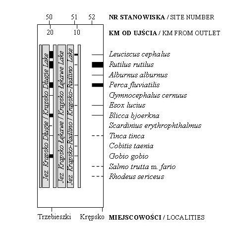 Ichtiofauna systemu Gwdy 81 również okoń (13,4%). Spośród reofili znaczącą liczebność osiągnęły także głowacz białopłetwy i pstrąg potokowy. Odłowiono również kilka osobników lipienia.