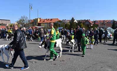 Nr 2/2019 PRZEWODNIK HODOWCY 63 Gorąca rywalizacja Konkursy Młodego Hodowcy wielkopolskie Zwycięzca konkursu, Czarnków 2019 Konkurs Młodego Hodowcy, Czarnków 2019 Konkurs Młodego Hodowcy, Sielinko