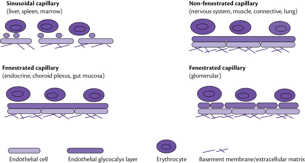 Fig. 5.2 A figure illustrating the anatomical differences between four capillary phenotypes.