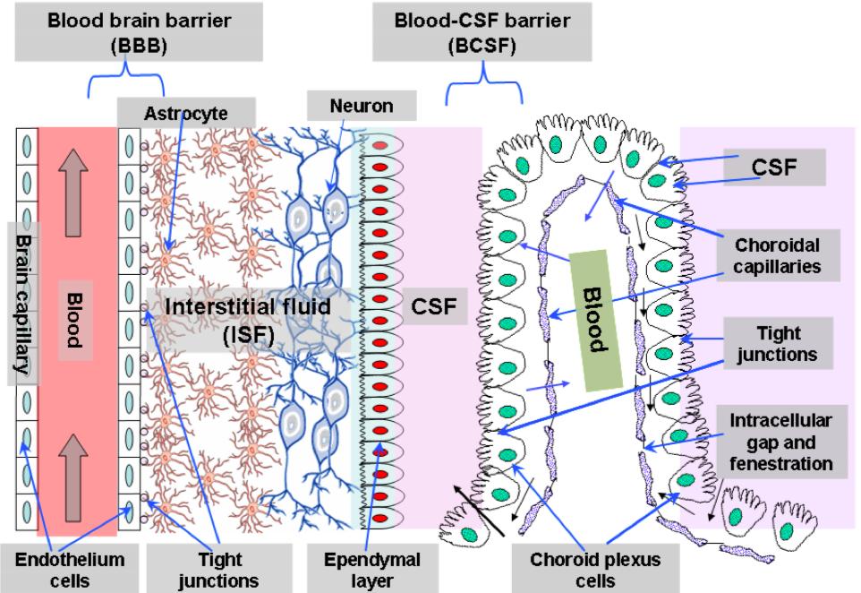 BLOOD BRAIN BARRIER Jednostka nerwowo-naczyniowa: Śródbłonek naczyń mózgowych