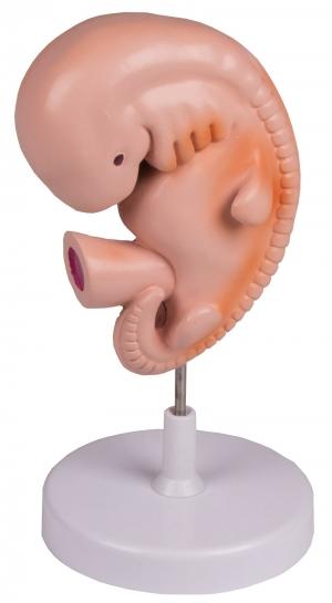 Model zarodka, 4 tygodnie, 40-krotne powiększenie Nr ref: MA01214 Informacja o produkcie: Model zarodka, 40-krotne powiększenie
