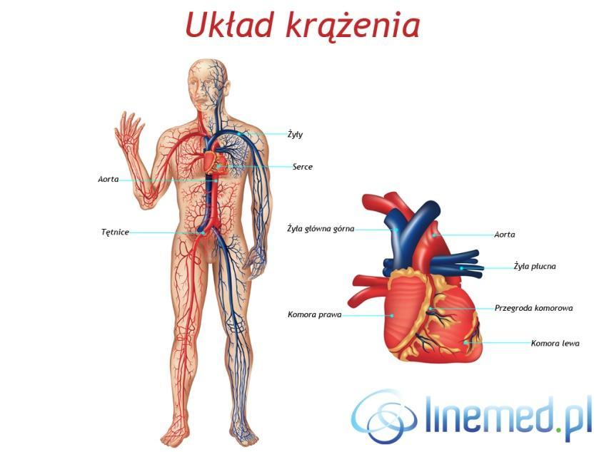 GRUPA II - układ krążenia... GRUPA III - układ nerwowy.