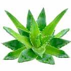 ZAKOŃCZENIE ZABIEGU SERIA WELLNESS Badesalz Aloe Vera sól do stóp z mocznikiem, Aloe vera i oliwą z oliwek Odprężenie ze zmysłowym zapachem dla zmęczonych, zestresowanych stóp.