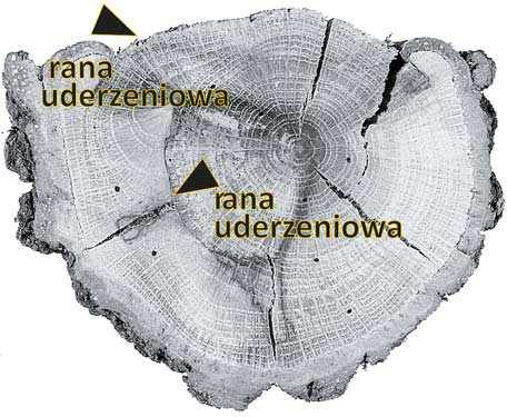 Zdarzenia czym s, jak skutkuj i jaki pozostawiaj zapis geologiczny? 61 drzew daj znakomity zapis czasu.
