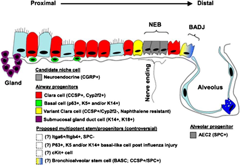 Schematic of proposed lung