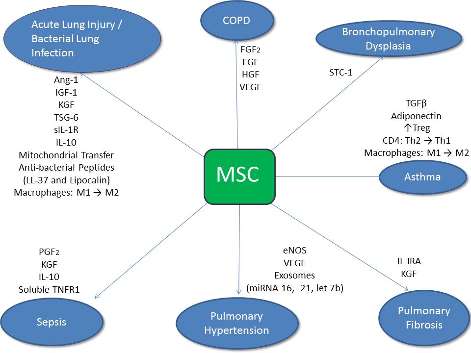 The range of in vitro immune-modulating effects described for mesenchymal stromal