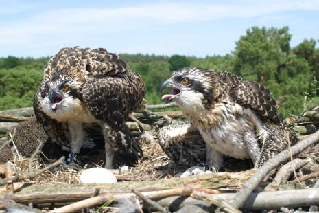 Schmidt D., Wahl R.. Horst- und Partnertreue beringter Fischadler Pandion haliaetus in Ostdeutschland und Zentralfrankreich. Vogelwelt : 9 4. Steen O. F., Hansen G.