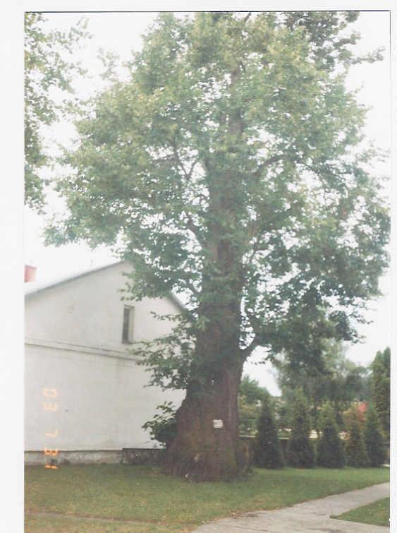 Poznajemy Obiekty przyrodnicze Pomniki