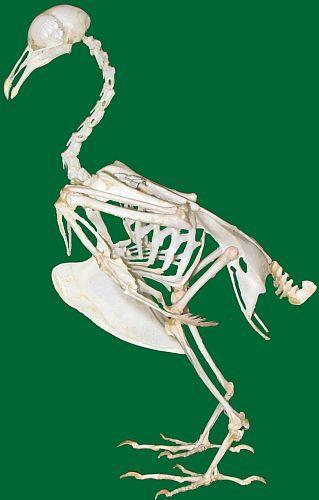 Przystosowania do lotu - szkielet Redukcja i zrastanie się kości: kręgosłupa i kończyn kość krzyżowa (synsacrum) część kręgów piersiowych, lędźwiowe i część