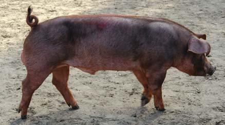 DUROC Rasa ojcowska Fot.