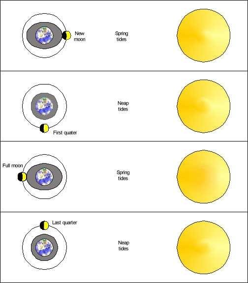 W czasie nowiu i pełni KsięŜyca fale pływowe wywołane przez Słońce i KsięŜyc