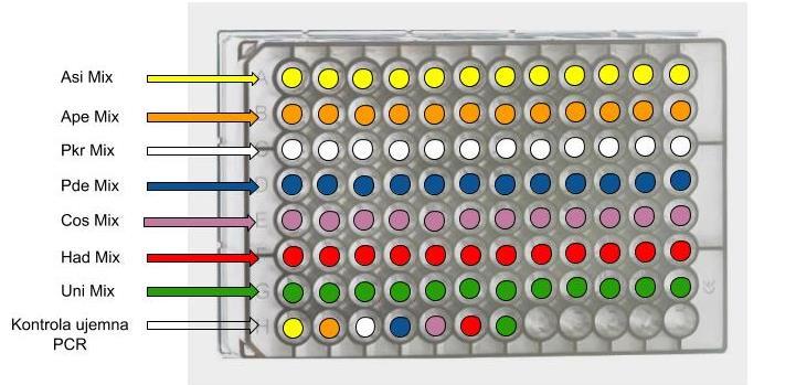 W celu określenia gatunku pasożyta, z wyizolowanym DNA, wykonuje się równolegle 7 reakcji PCR (z każdą z powyższych mieszanin).