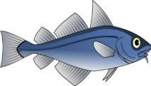 LIPIDY W WĄTROBIE GLIKOGEN W MIĘŚNIACH I WĄTROBIE GŁODOWANIE PROTEINY MIĘŚNIOWE Rys. 48. Schemat przyczyn wzrostu śmiertelności dorszy.