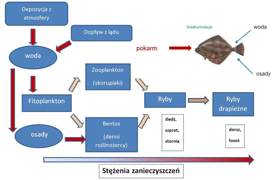 które poza tym, że są trwałe w środowisku, wykazują również zdolność do kumulowania się w tkankach organizmów żywych oraz wykazują toksyczność.
