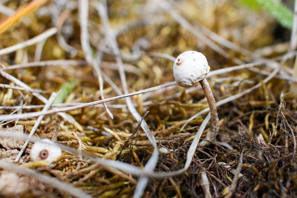 2015 r.; photo by N. Stokłosa). Fot. 2. Tulostoma brumale (16. 05. 2015 r.; fot.