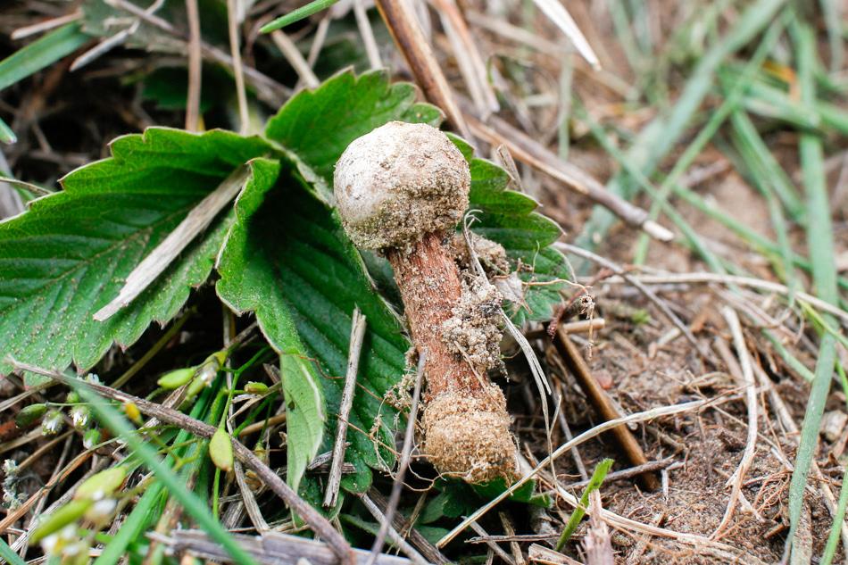 Przegląd Przyrodniczy XXIX, 3 (2018) Fot. 3. Tulostoma fimbriatum (18. 04. 2015 r.; fot. N. Stokłosa). Photo 3. Tulostoma fimbriatum (18. 04. 2015 r.; photo by N. Stokłosa). ae, rzędu Agaricales oraz typu Basidiomycota (Index Fungorum 2018).
