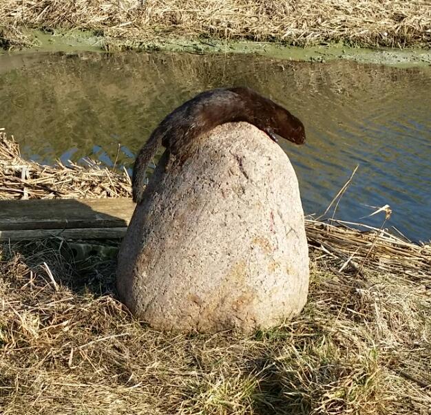 CZATUJĄCA NORKA