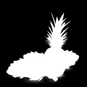 zdrowe odchudzanie 00% NATURALNY BEZ DODATKU CUKRU BEZ KONSERWANTÓW 368228 Skoncentrowany ekstrakt z karczocha w proszku Opakowanie: 3 saszetki x 5 g Zawiera aż 40% ekstraktu z karczocha Cynara