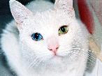 działanie plejotropowe GENY SPRZĘŻONE Gen W odpowiedzialny za białe (epistatyczne) umaszczenie kotów i