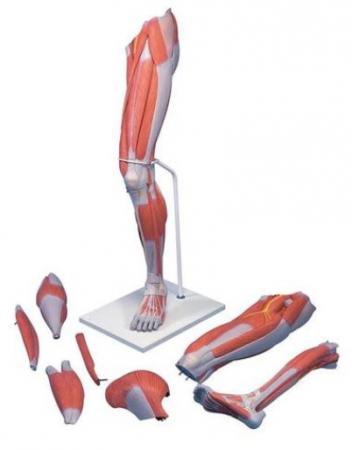 Model mięśniowy kończyny dolnej, 7 części, naturalny rozmiar Nr ref: MA01508 Informacje
