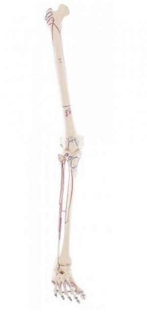 Model szkieletu kończyny dolnej z przyczepami mięśni Nr ref: MA01049 Informacja o produkcie: Model szkieletu kończyny dolnej z przyczepami mięśni Naturalnej wielkości model przedstawiającyszkielet