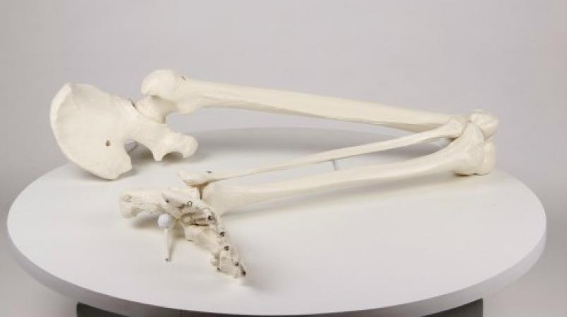 Szkielet kończyny dolnej człowieka Nr ref: MA00389 Informacja o produkcie: Model kończyny dolnej człowieka Prezentowany produkt to naturalnej wielkości model przedstawiający szkielet kończyny dolnej
