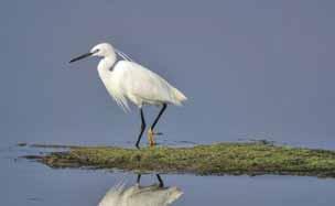 Sergi EXHIBITION photography works of the wetland birds of the region work on the wetland birds for the pleasure of visitors, and