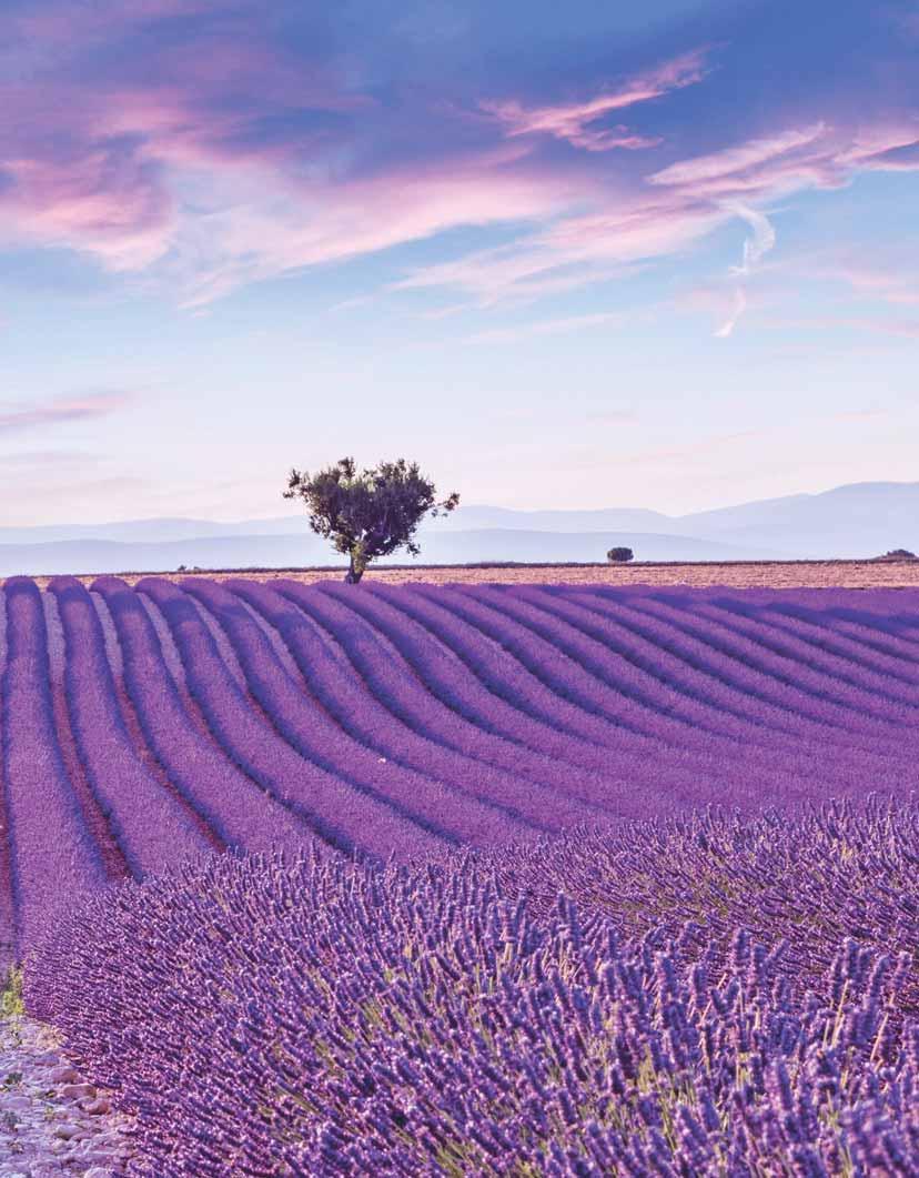 Lavanta Festivali Lavender Festival With its scent, its magnificent color and its essential oils good for the nerves, lavender stimulates our senses as