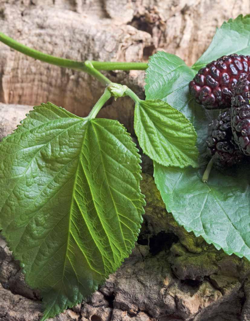 Doğanın Mucizesi MIRACLE OF NATURE DUT