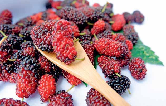 Doğanın Mucizesi MIRACLE OF NATURE As a symbol of eternal love in mythological stories, mulberry is a very valuable fruit from fruit to leaf.