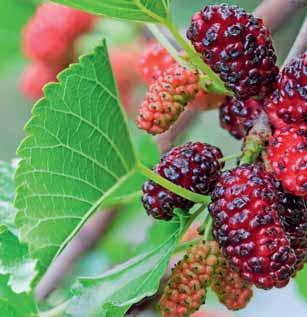 Doğanın Mucizesi MIRACLE OF NATURE Full of Health anemia because of its rich iron content. Mulberry is a great source of vitamin C that strengthens the body s immune system and heals damaged tissues.