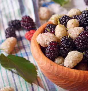 When consumed in place of sugar, mulberry can prevent diabetes and feeds the fat of kidneys as well as providing a diuretic effect strengthening the stomach and intestines.