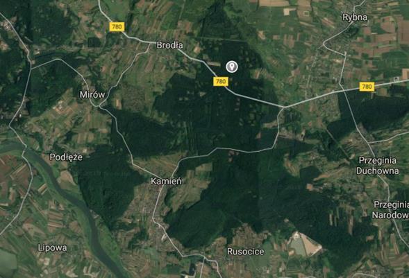 w leśnictwie Brodła. Pobrane owocniki były zbierane do sterylnych woreczków z tworzywa sztucznego.