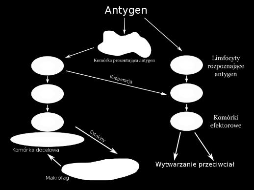 mięśni Obniżenie