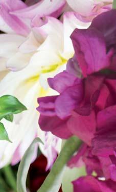 Przyjemnym, delikatnym zapachem charakteryzują się kwiaty róży pomarszczonej (Rosa rugosa).
