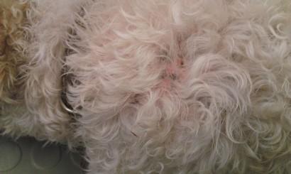 Zapalenie gruczołów łojowych u psów rozpoznawanie i leczenie 1 Sebaceous adenitis, czyli zapalenie gruczołów łojowych, jest rzadko występującą chorobą autoimmunologiczną.